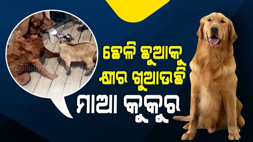 ସ୍ନେହ ସାମ୍ନାରେ ସମସ୍ତେ ସମାନ, ଛେଳି ଛୁଆକୁ କ୍ଷୀର ଖୁଆଉଛି ମାଆ କୁକୁର