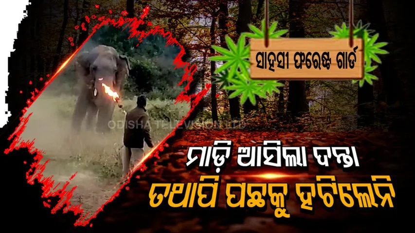 ସାହସୀ ଫରେଷ୍ଟ ଗାର୍ଡ, ମାଡ଼ି ଆସିଲା ଦନ୍ତା, କିନ୍ତୁ ପଛକୁ ହଟିଲେ ନାହିଁ