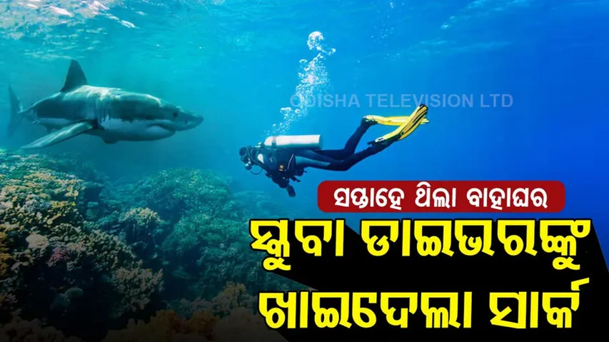 ଆଉ ୭ ଦିନ ଥିଲା ବାହାଘର, ସ୍କୁବା ଡ୍ରାଇଭରଙ୍କୁ ଖାଇଦେଲା ସାର୍କ... ପାଲିଙ୍କି ବଦଳରେ ଉଠିଲା କୋକେଇ