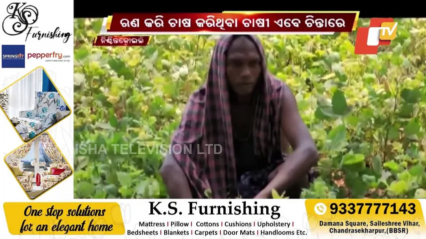 ରୋଗ ପୋକ ଯୋଗୁଁ ରବି ଚାଷ ନଷ୍ଟ