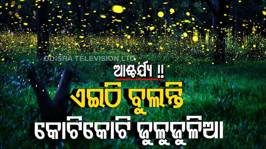 ଗୋଟିଏ ଜାଗାରେ କୋଟି କୋଟି ଜୁଳୁଜୁଳିଆ ପୋକ: ଝଲସୁଛି ପୂରା ଅଞ୍ଚଳ...