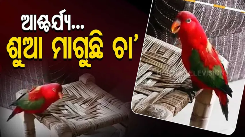 ଆଶ୍ଚର୍ଯ୍ୟ...ମାଆକୁ ଚା’ ମାଗୁଛି ଶୁଆ, ଭିଡ଼ିଓ ଭାଇରାଲ