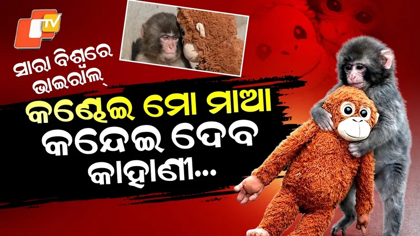 Special Story: Abandoned Baby Monkey Punch Finds Mother’s Love in a Toy