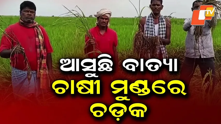 Bhadrak’s Chandbali Paddy Farmers Fear Cyclone Montha as Heavy Rain Looms