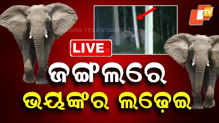 🔴Live|  ଜଙ୍ଗଲରେ ଭୟଙ୍କର ଲଢ଼େଇ |  Horrific Fight Breaks Out in Forest Area | OTV