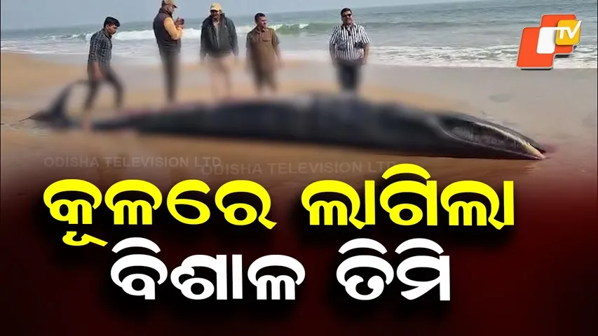 Massive Dead Whale Found at Devi River Mouth; Forest Staff Keep Vigil