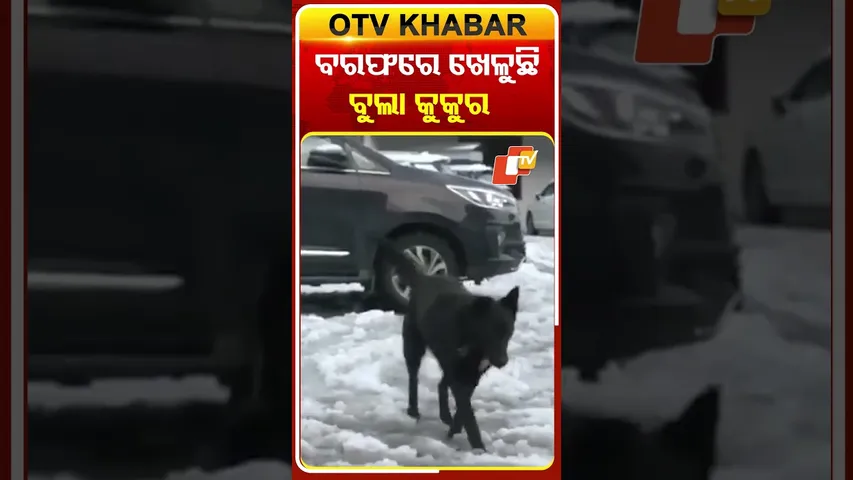 ପ୍ରକୃତିକୁ ଉପଭୋଗ କରୁଛି ବୁଲା କୁକୁର, ସିମ୍‌ଲାରେ ଜଣେ ପର୍ଯ୍ୟଟକଙ୍କ ସହ ICEBallରେ ଖେଳୁଛି  ବୁଲା କୁକୁର