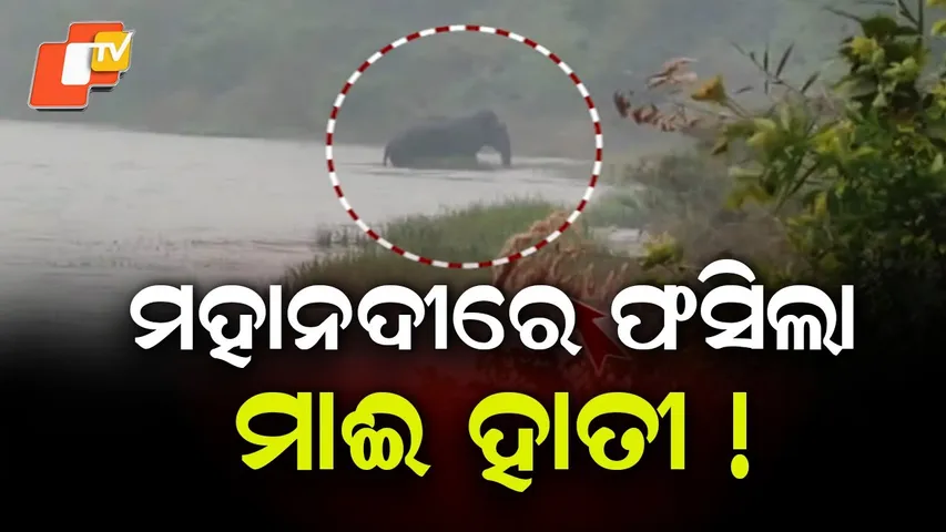 Stray Female Elephant Strays to Mahanadi Bank, Traffic Disrupted on Banki–Cuttack Road