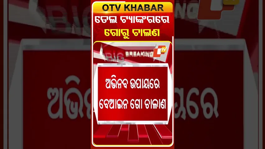 ବେଆଇନ ଭାବେ ତେଲ ଟ୍ୟାଙ୍କରରେ କରୁଥିଲେ ଗୋରୁ ଚାଲଣ  #OTVShorts #cowtraficking #illigaltraffiking