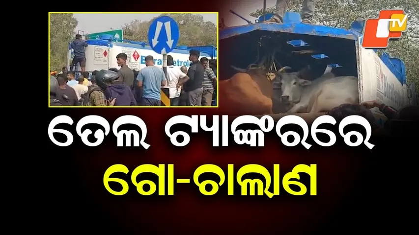 legal Cattle Smuggling in Oil Tanker Foiled on NH-16 in Bhadrak