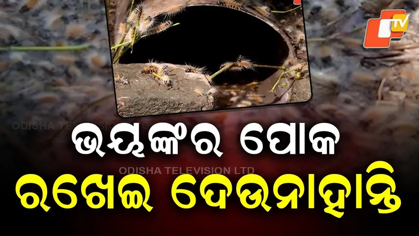 Pest scare grips Kalabuda villages as Kalimundi insects invade homes in Kendrapara