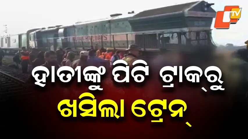 Eight Elephants Killed After Being Hit by Rajdhani Express in Assam