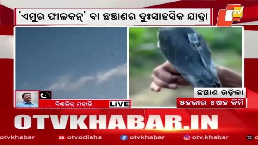 Three Amur Falcons Fly 5,400 km in Just 5 Days from Manipur to Somalia