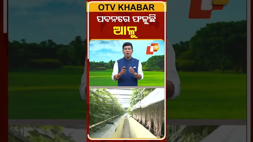 ‘ପବନରେ ଫଳୁଛି ଆଳୁ’ | #OTV #Odisha #Potato #Farming #OTVShorts