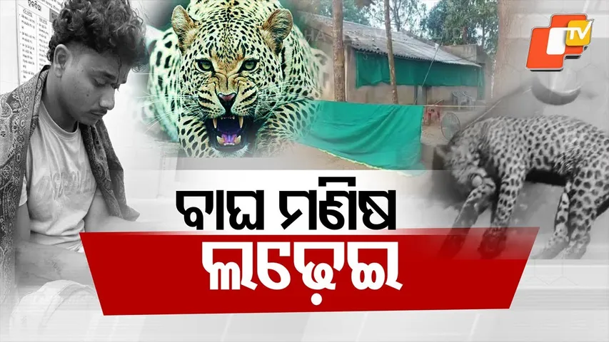 “Human–Wildlife Clash in Narsinghpur: Leopard Dies, Youth Critically Injured”
