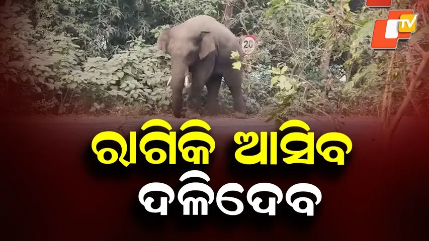 Elephant Creates Panic in Nuasahi Village