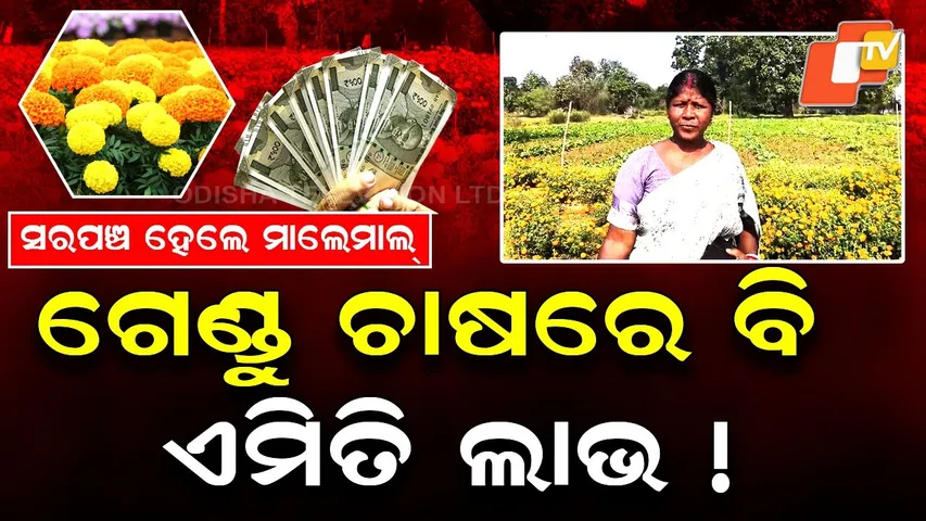 Special Story: Sarpanch Turns Successful Farmer by Cultivating Marigold Flowers