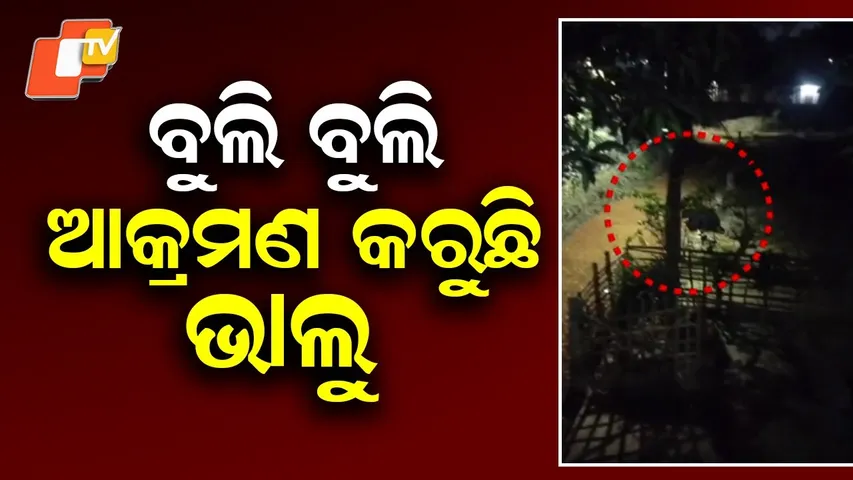 Bear Attack in Balasore’s Remuna Leaves Woman Seriously Injured at Night