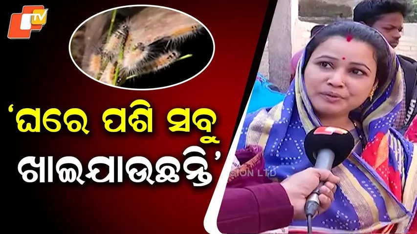 Pests swarm into homes — stored rice eaten up as Kalabuda village reels under insect invasion