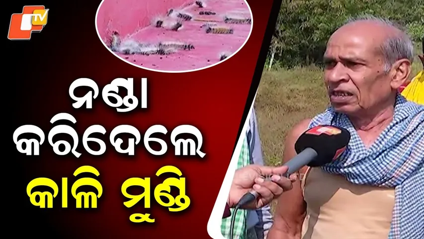 Kalimundi pests strike again — villagers in Kalabuda lose entire paddy stores