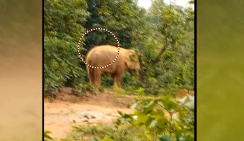 Elephant with ‘gunshot wound’ spotted in Telkoi forest in Odisha