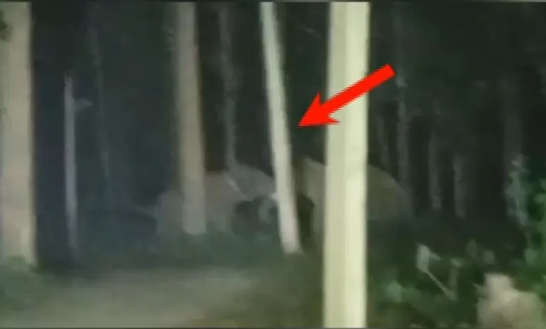 Wild showdown: Two tuskers clash on Sundargarh road, intense fight caught on camera
