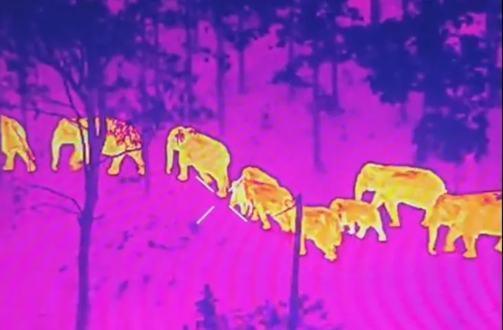 Odisha forest department acts swiftly as injured baby elephant struggles in herd