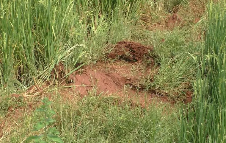 Farmers devastated, cry for help as elephants ravage farm fields in Sundargarh