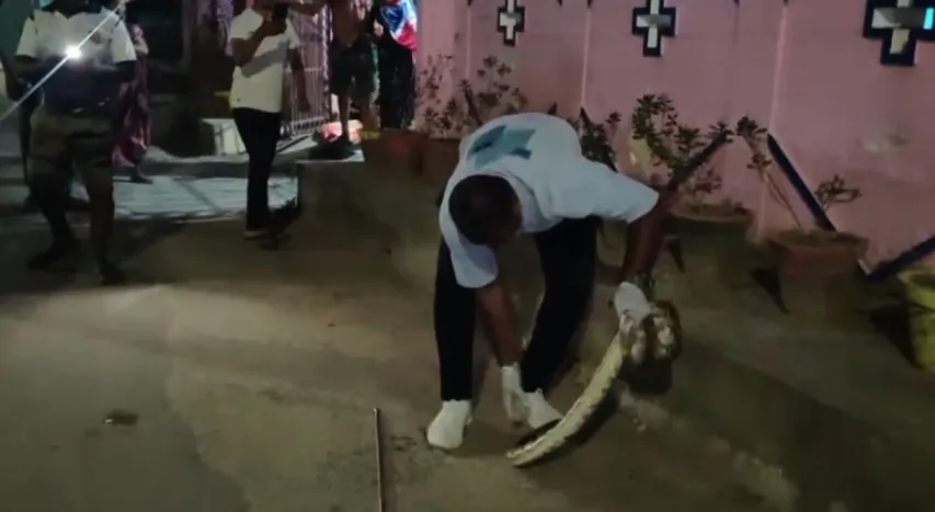6-foot python rescued from residential area in Odisha’s Ganjam