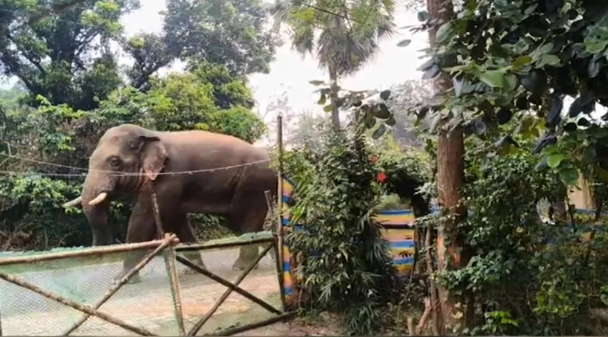 Wild Elephant Strays Into Malihata Village In Mayurbhanj,