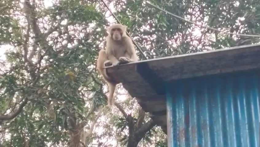 7 people injured as monkey goes rogue in Keonjhar