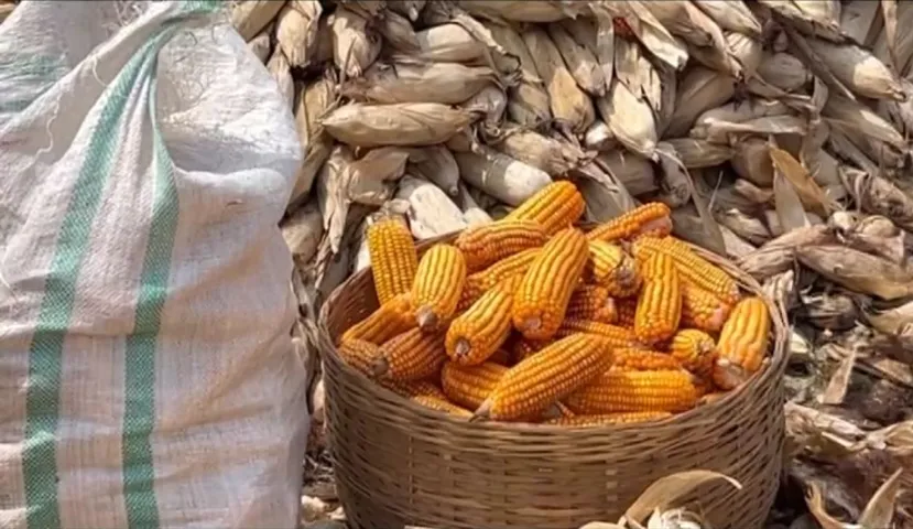 Low-pressure panic in Odisha,Gajapati farmers rush to save crops before the storm