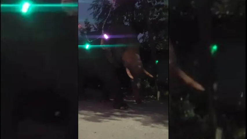 Elephant movement sparks panic in Sundargarh village