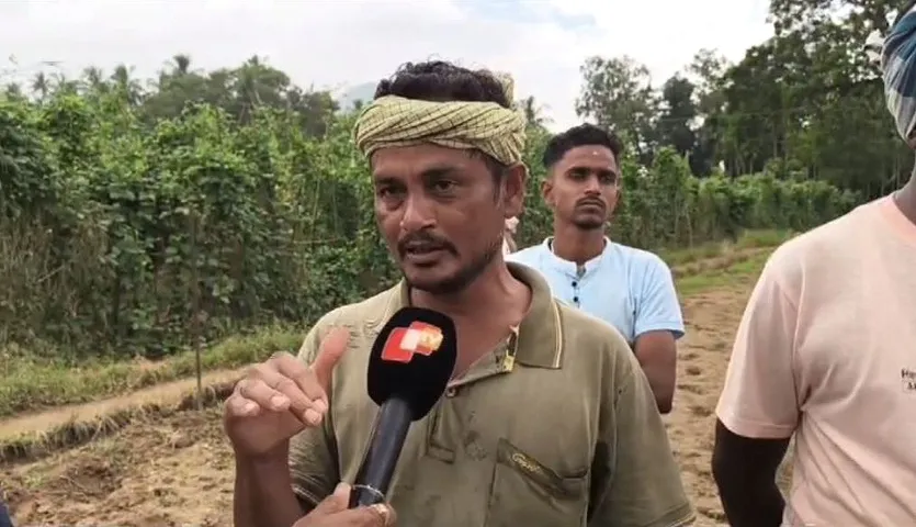 Odisha farmers fear cyclone ‘Montha’ could wipe out months of hard work