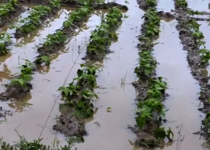 Continuous rain after Cyclone Montha worsens farmers’ plight in Odisha