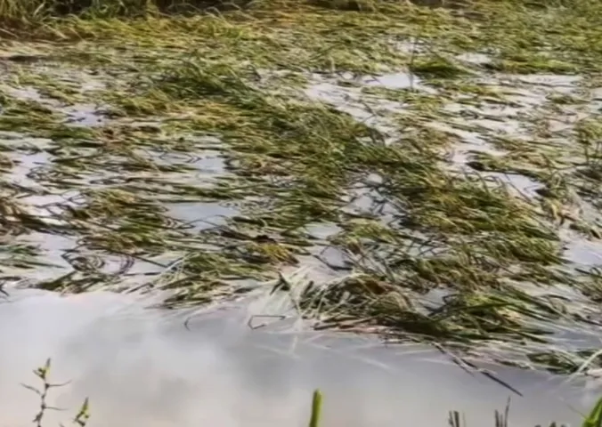 Cyclone Montha destroys paddy crops, worsens woes of farmers in Odisha