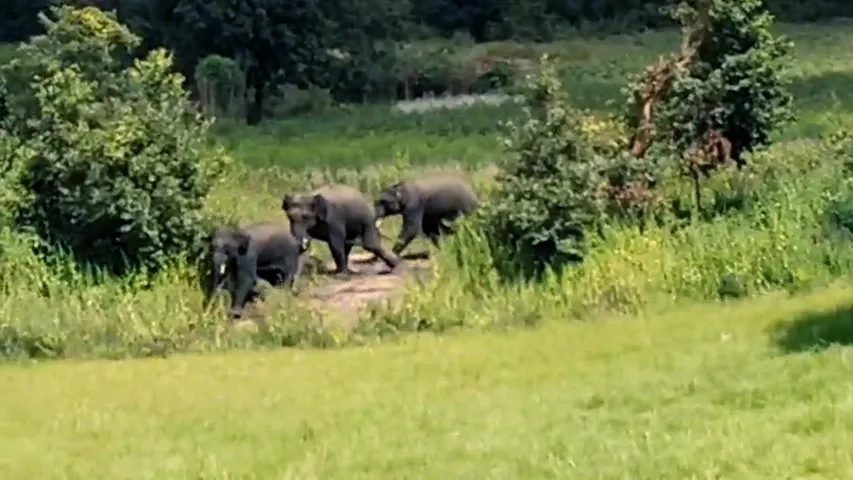 Elephants wreak havoc in Odisha’s Rayagada; farmers count heavy losses