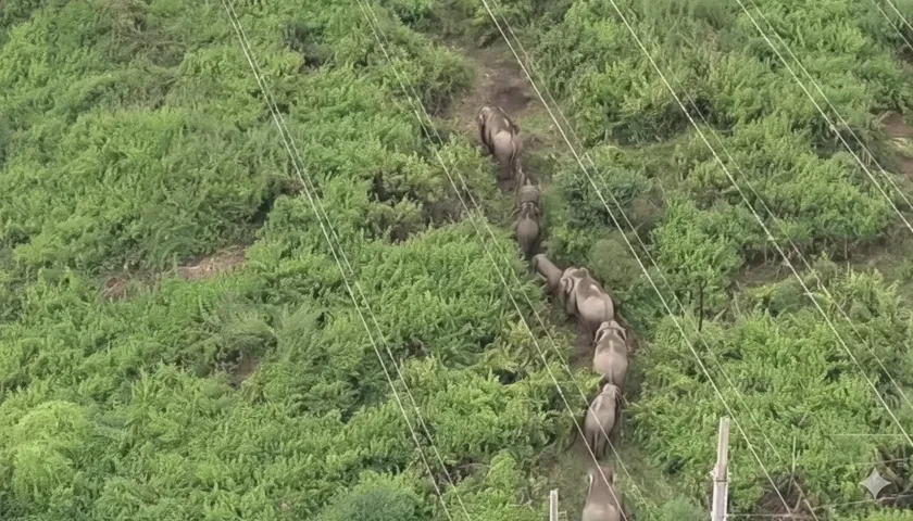Elephant herd disrupts train movement near Rourkela