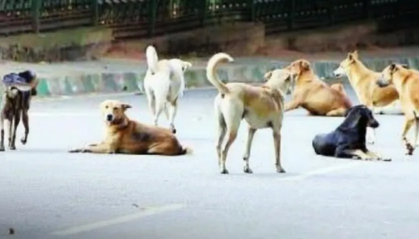 Delhi woman claims Rs 20 lakh compensation from MCD for dog bite