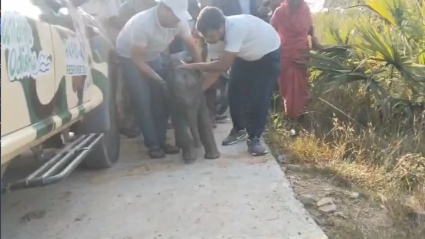 15-day-old elephant calf rescued after being trapped in muddy paddy field in Angul