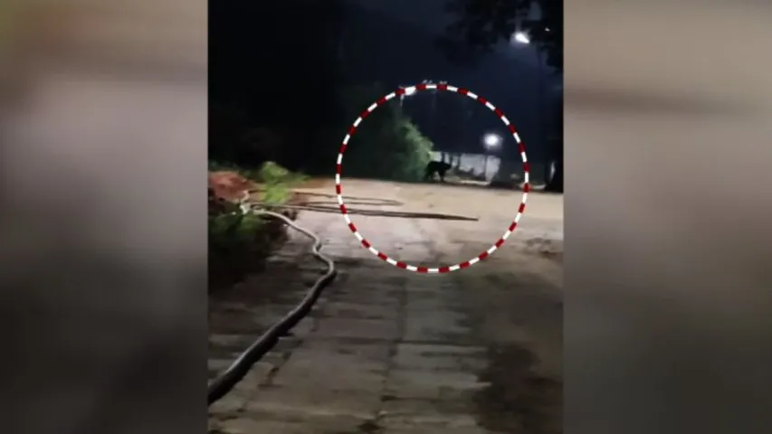 Possible sighting of tiger triggers panic in Koraput’s Sunabeda