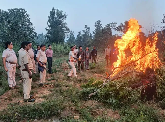 Over Rs 10 Lakh worth of Ganja plantation destroyed in Odisha’s Sundargarh