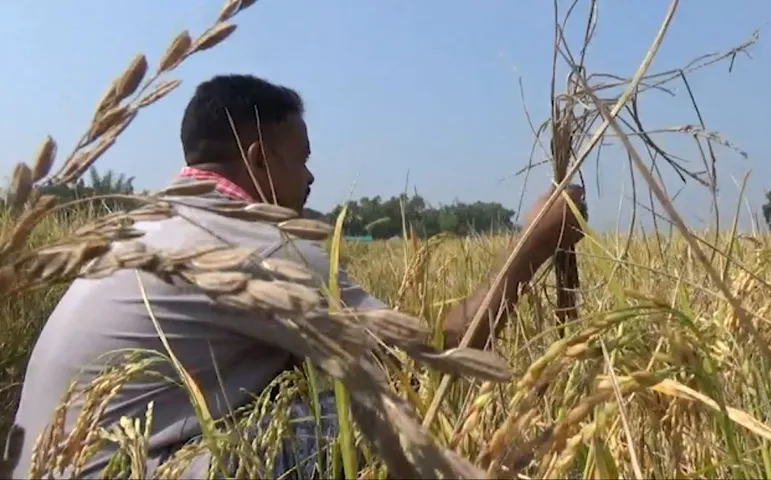 ‘No relief yet’: Farmers in Odisha’s Udala await PMFBY support after heavy crop loss