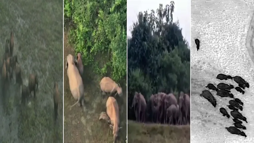 Tension in Athagarh as wild elephants damage crops