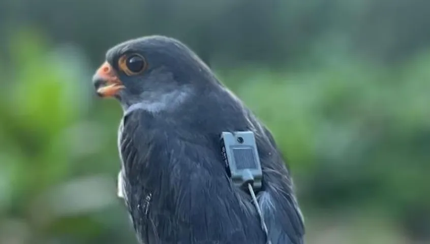 Two Amur Falcons complete epic 5,000 km