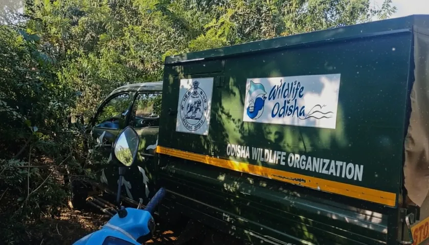 Sick elephant found near Bhubaneswar outskirts; Forest Dept begins treatment