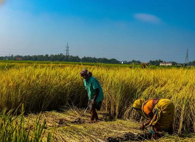Farmers rush to harvest paddy early in Paradip and Kujang areas amid low-pressure and rainfall forecast