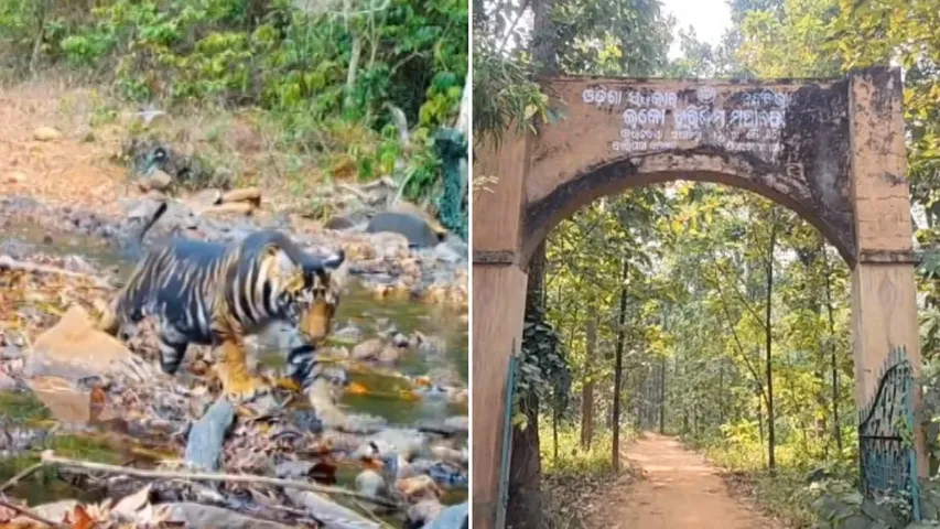 Odisha receives SC green-light to host world’s first melanistic tiger safari in Mayurbhanj
