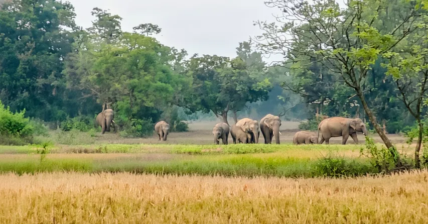 Tusker found dead in Baripada forest