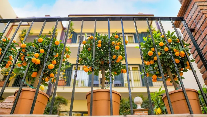 5 easy-to-grow fruit plants for your balcony garden
